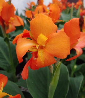 Canna Indica 'Cannova Orange Shades'